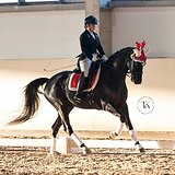 МЕРИН 7 ЛЕТ 171 СМ В ХОЛКЕ 