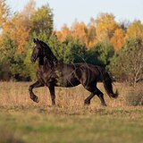 Фризская кобыла