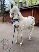 Мерин