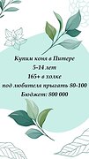 Нужен под любителя в конкур