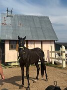 Карачаевский Жер. 2023 гр