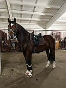 Выездковый мерин 