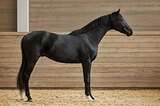 ПРЯМАЯ ПРОДАЖА Neverland's Royal Fla