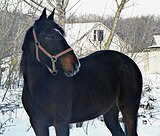 КОБЫЛА • ШИКАРНОЕ ПРОИСХОЖ