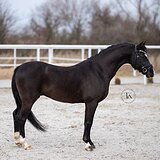 УЭЛЬСКИЙ ПОНИ СЕКЦИИ B