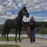 ВОРОНОЙ ЖЕРЕБЕЦ 5 ЛЕТ 