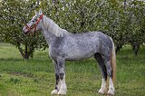 Шайр кобыла 2023 гр