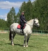 Высокая кобыла под верх и в 