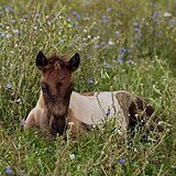 ПЕГИЙ ЖЕРЕБЕЦ ПОНИ