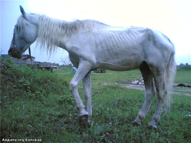 Я в шоке....Такую лошадь задаром отдали С.Н.Теперь ветврач живет у него на даче.Конь присмерти.