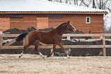 Полукровный жеребец 