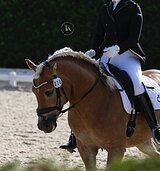 МЕРИН ХАФЛИНГЕР В ВЫЕЗДКУ