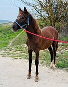 Кросс-тинкер 2025 г