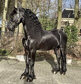 Красивый фриз 