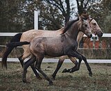 Андалузский жеребчик