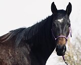 МОЛОДАЯ КОБЫЛА