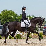 МЕРИН 6 ЛЕТ 167 СМ В ХОЛКЕ 