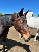 Отличная родословная/в мат