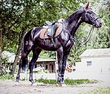 МОЛОДОЙ МЕРИН В КОНКУР