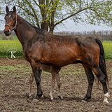 КОБЫЛА ОТ CALEDO