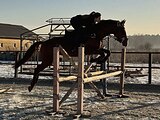 Конкурная кобыла, очень пры