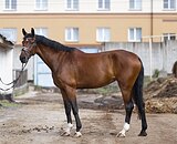 ШИКАРНАЯ КОБЫЛА В ВЫЕЗДКУ