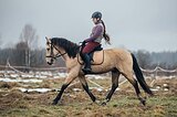 ФЛЕГМАТИЧНЫЙ ПОНИ-КЛАСС 