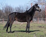 МОЛОДОЙ ЖЕРЕБЕЦ