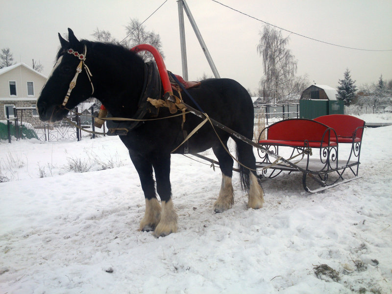 Вл.Наталья Гольцова