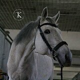 ЧИСТОКРОВНЫЙ ЖЕРЕБЕЦ