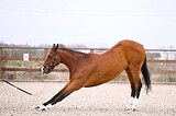 Учитель выездка/конкур