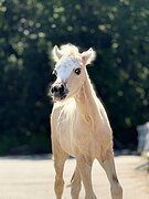 Уэльский жеребчик