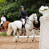 Мерин 2014 гр, 155 вх