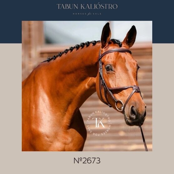 верховая лошадь 7 букв. годовалый конь. английская чистокровная верховая лошадь. верховая лошадь 7 букв. верховая лошадь 7 букв.