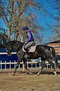 Полукровный жеребец в спор