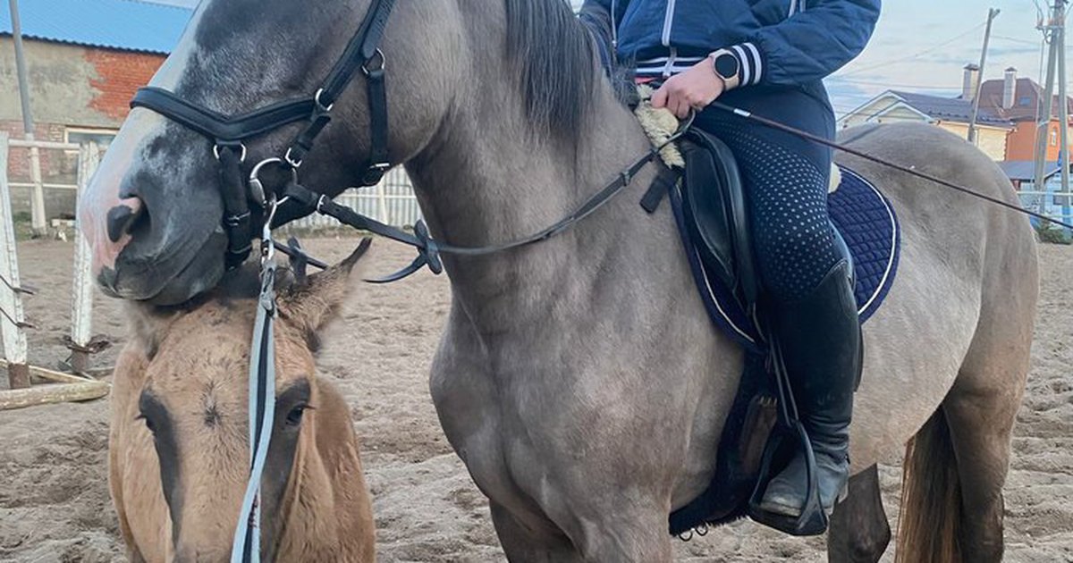 Алиса найди лошадь. Фиолетовая лошадь. Граффити лошадь. Алиса найди лошадь. Красивые окраски лошадей.