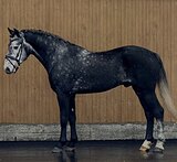 ШПРИНТ 130, СВЯЗКИ 70 • МОЖНО 