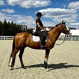 Жеребец, 5 лет