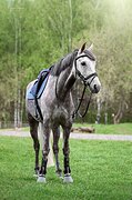 ТРОЕБОРЬЕ/КОНКУР/ВЫЕЗДКА