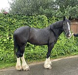 КОБЫЛА ШАЙР, ВЫСОКАЯ