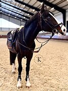 БЕЗУМНО КРАСИВЫЙ ЖЕРЕБЕЦ