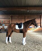 Ольденбурец, импорт