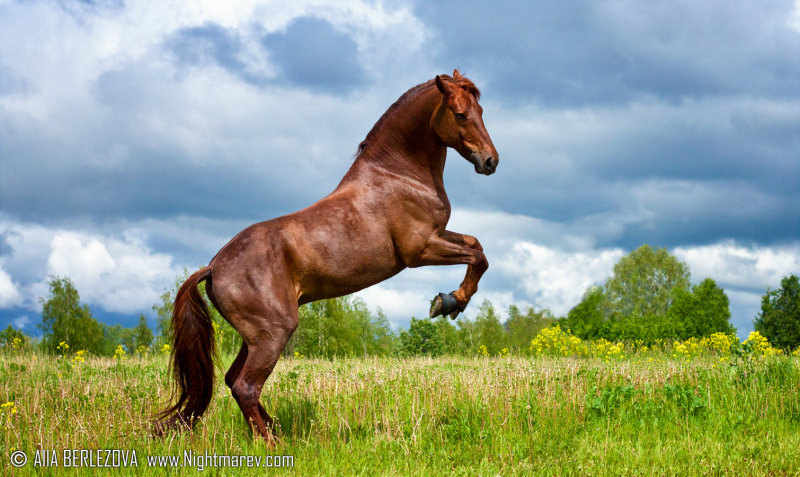 владелец Алёна Маштыгина http://www.equestrian.ru/my/35818