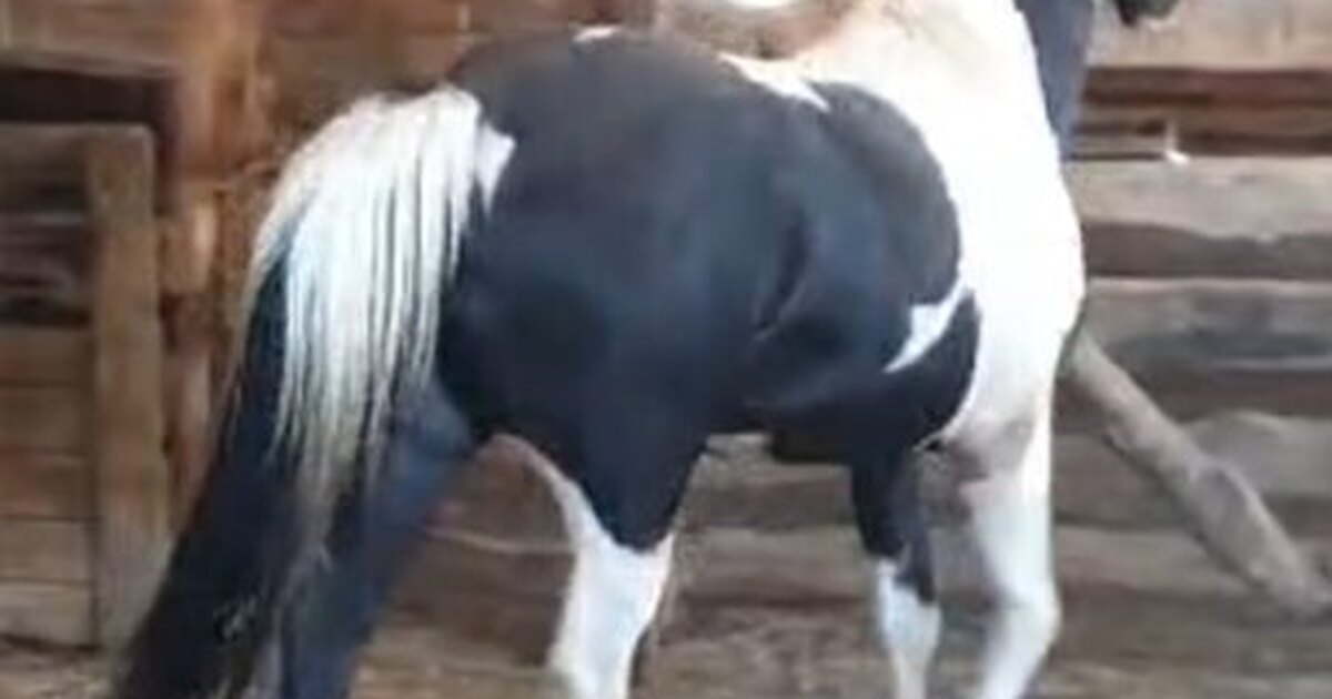 Т спорт цена