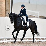 КОБЫЛА KWPN 177 СМ В ХОЛКЕ