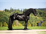 КУПИМ ФРИЗСКОГО ЖЕРЕБЦА