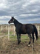 2 в 1 кобыла жеребая псл