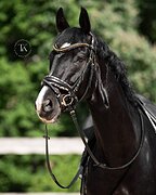 МЕРИН НА ЮНОШЕСКИЕ ЕЗДЫ, МП