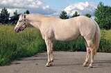 Американский квотерхорс