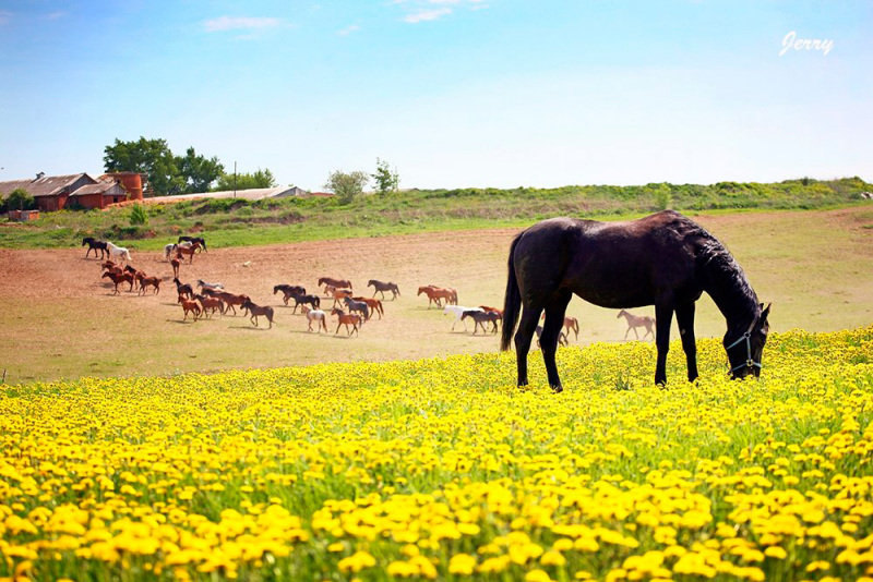 http://horse-way.ru/